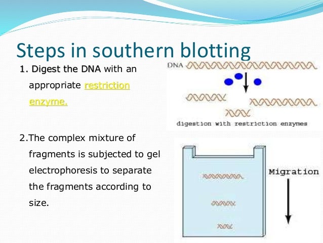 blotting techniques blotting techniques