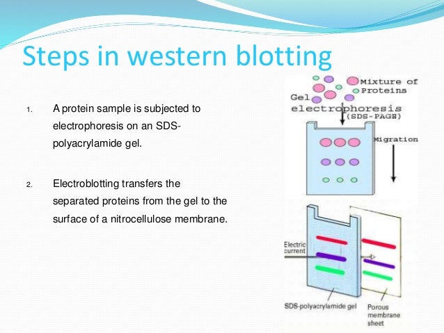 blotting techniques blotting techniques