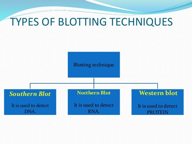 blotting techniques blotting techniques