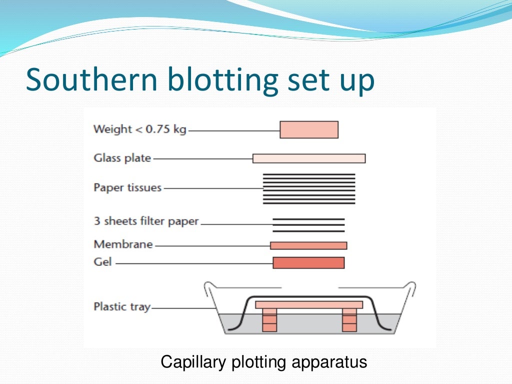 Blotting Techniques