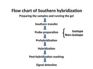 Flow chart of Southern hybridization
Preparing the samples and running the gel
Southern transfer
Probe preparation
Prehybridization
Hybridization
Post-hybridization washing
Signal detection
Isotope
Non-isotope
 