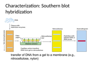 Characterization: Southern blot
hybridization
transfer of DNA from a gel to a membrane (e.g.,
nitrocellulose, nylon)
 