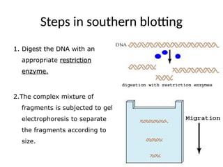 Steps in southern blotting
1. Digest the DNA
1. Digest the DNA with an
appropriate restriction
restriction
enzyme.
enzyme.
2.The complex mixture of
fragments is subjected to gel
electrophoresis to separate
the fragments according to
size.
 