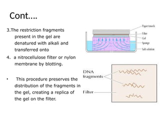 Cont….
3.The restriction fragments
present in the gel are
denatured with alkali and
transferred onto
4. a nitrocellulose filter or nylon
membrane by blotting.
• This procedure preserves the
distribution of the fragments in
the gel, creating a replica of
the gel on the filter.
 