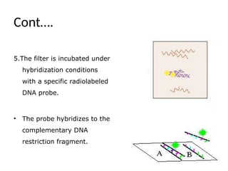 Cont….
5.The filter is incubated under
hybridization conditions
with a specific radiolabeled
DNA probe.
• The probe hybridizes to the
complementary DNA
restriction fragment.
 