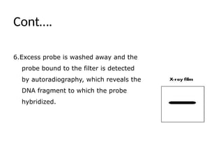 Cont….
6.Excess probe is washed away and the
probe bound to the filter is detected
by autoradiography, which reveals the
DNA fragment to which the probe
hybridized.
 