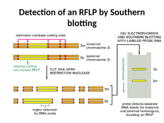 Detection of an RFLP by Southern
blotting
 