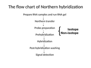 The flow chart of Northern hybridization
Prepare RNA samples and run RNA gel
Northern transfer
Probe preparation
Prehybridization
Hybridization
Post-hybridization washing
Signal detection
Isotope
Non-isotope
 
