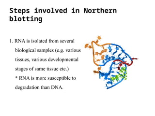 Steps involved in Northern
blotting
1. RNA is isolated from several
biological samples (e.g. various
tissues, various developmental
stages of same tissue etc.)
* RNA is more susceptible to
degradation than DNA.
 