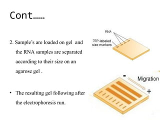 Cont……
2. Sample’s are loaded on gel and
the RNA samples are separated
according to their size on an
agarose gel .
• The resulting gel following after
the electrophoresis run.
 