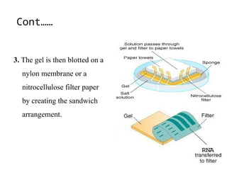 Cont……
3. The gel is then blotted on a
nylon membrane or a
nitrocellulose filter paper
by creating the sandwich
arrangement.
 
