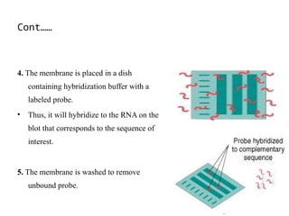 Cont……
4. The membrane is placed in a dish
containing hybridization buffer with a
labeled probe.
• Thus, it will hybridize to the RNA on the
blot that corresponds to the sequence of
interest.
5. The membrane is washed to remove
unbound probe.
 