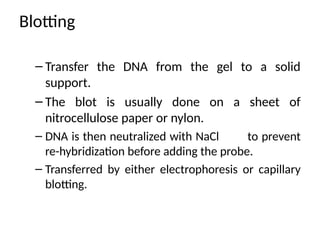 Blotting
– Transfer the DNA from the gel to a solid
support.
– The blot is usually done on a sheet of
nitrocellulose paper or nylon.
– DNA is then neutralized with NaCl to prevent
re-hybridization before adding the probe.
– Transferred by either electrophoresis or capillary
blotting.
 