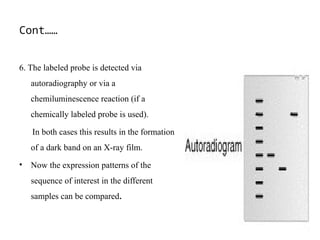 Cont……
6. The labeled probe is detected via
autoradiography or via a
chemiluminescence reaction (if a
chemically labeled probe is used).
In both cases this results in the formation
of a dark band on an X-ray film.
• Now the expression patterns of the
sequence of interest in the different
samples can be compared.
 