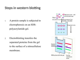 Steps in western blotting
1. A protein sample is subjected to
electrophoresis on an SDS-
polyacrylamide gel.
2. Electroblotting transfers the
separated proteins from the gel
to the surface of a nitrocellulose
membrane.
 