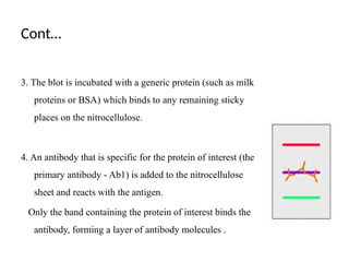 Cont…
3. The blot is incubated with a generic protein (such as milk
proteins or BSA) which binds to any remaining sticky
places on the nitrocellulose.
4. An antibody that is specific for the protein of interest (the
primary antibody - Ab1) is added to the nitrocellulose
sheet and reacts with the antigen.
Only the band containing the protein of interest binds the
antibody, forming a layer of antibody molecules .
 