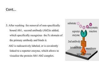Cont…
5. After washing for removal of non-specifically
bound Ab1, second antibody (Ab2)is added,
which specifically recognizes the Fc domain of
the primary antibody and binds it.
Ab2 is radioactively labeled, or is covalently
linked to a reporter enzyme, which allows to
visualize the protein-Ab1-Ab2 complex.
 