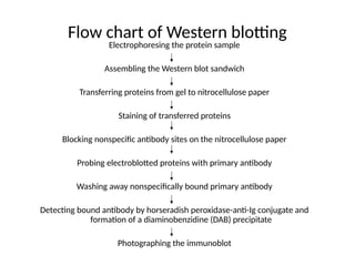 Flow chart of Western blotting
Electrophoresing the protein sample
Assembling the Western blot sandwich
Transferring proteins from gel to nitrocellulose paper
Staining of transferred proteins
Blocking nonspecific antibody sites on the nitrocellulose paper
Probing electroblotted proteins with primary antibody
Washing away nonspecifically bound primary antibody
Detecting bound antibody by horseradish peroxidase-anti-Ig conjugate and
formation of a diaminobenzidine (DAB) precipitate
Photographing the immunoblot
 