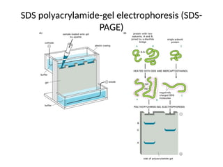 SDS polyacrylamide-gel electrophoresis (SDS-
PAGE)
 
