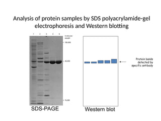 Analysis of protein samples by SDS polyacrylamide-gel
electrophoresis and Western blotting
Protein bands
detected by
specific antibody
SDS-PAGE Western blot
 