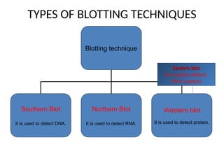 TYPES OF BLOTTING TECHNIQUES
Blotting technique
Southern Blot
It is used to detect DNA.
Northern Blot
It is used to detect RNA.
Western blot
It is used to detect protein.
Eastern blot
Eastern blot
It is used to detect
PTM protein
 