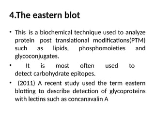 4.The eastern blot
• This is a biochemical technique used to analyze
protein post translational modifications(PTM)
such as lipids, phosphomoieties and
glycoconjugates.
• It is most often used to
detect carbohydrate epitopes.
• (2011) A recent study used the term eastern
blotting to describe detection of glycoproteins
with lectins such as concanavalin A
 