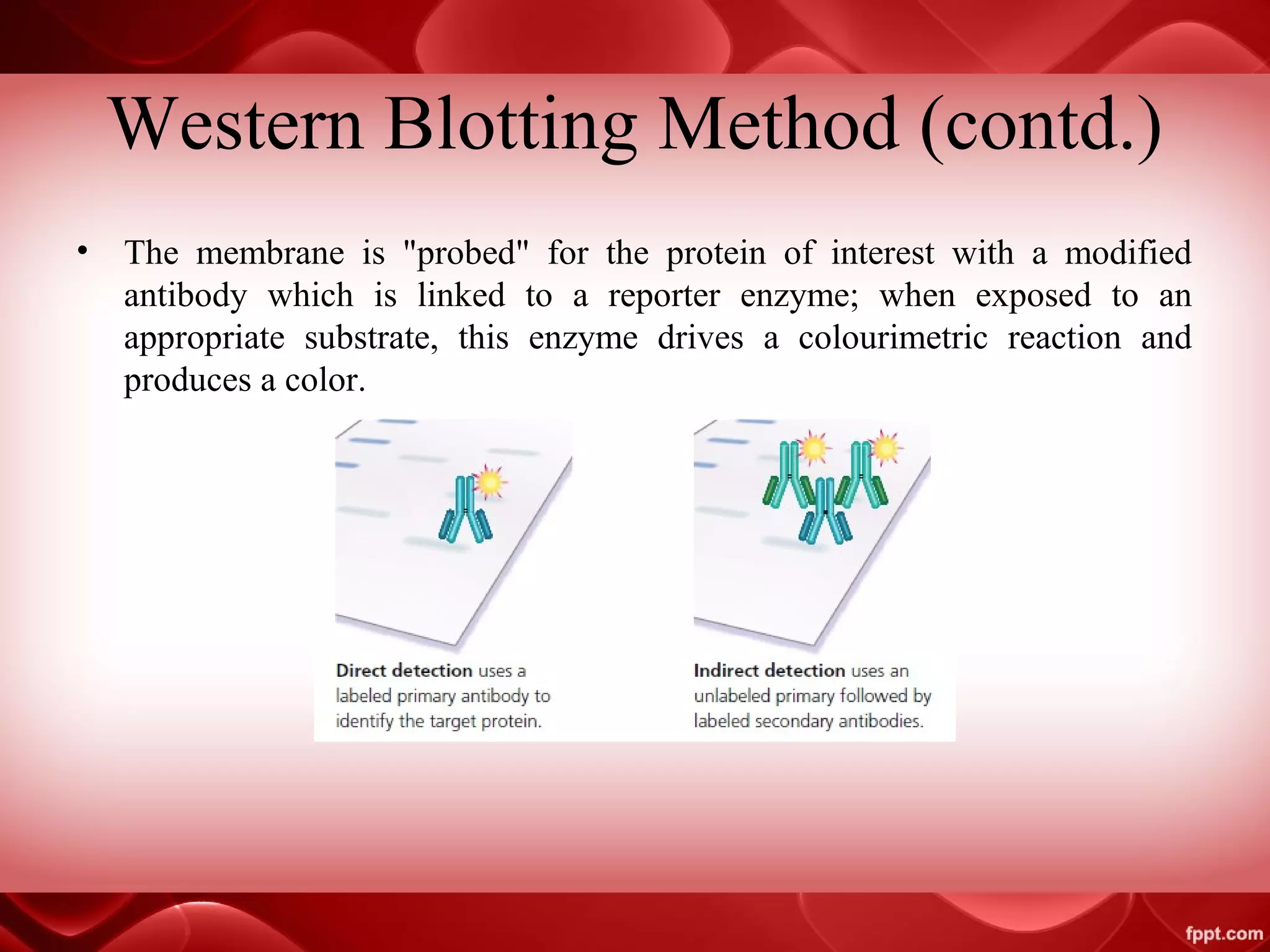 Blotting techniques in Biotechnology | PPT