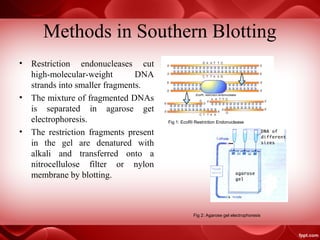 Methods in Southern Blotting
• Restriction endonucleases cut
high-molecular-weight DNA
strands into smaller fragments.
• The mixture of fragmented DNAs
is separated in agarose get
electrophoresis.
• The restriction fragments present
in the gel are denatured with
alkali and transferred onto a
nitrocellulose filter or nylon
membrane by blotting.
Fig 1: EcoRI Restriction Endonuclease
Fig 2: Agarose gel electrophoresis
 
