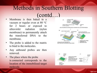 Methods in Southern Blotting
(contd…)
• Membrane is then baked in a
vacuum or regular oven at 80 °C
for 2 hours or exposed to
ultraviolet radiation (nylon
membrane) to permanently attach
the transferred DNA to the
membrane.
• The probe is added to the matrix
to bind to the molecules.
• Any unbound probes are then
removed.
• The place where the probe
is connected corresponds to the
location of the immobilized target
molecule.
Fig 3: Baking at 80 °C
 