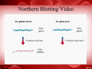 Northern Blotting Video
 