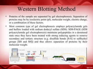 Western Blotting Method
• Proteins of the sample are separated by gel electrophoresis. Separation of
proteins may be by isoelectric point (pI), molecular weight, electric charge,
or a combination of these factors.
• Most common type of gel electrophoresis employs polyacrylamide gels
and buffers loaded with sodium dodecyl sulfate (SDS). SDS-PAGE (SDS
polyacrylamide gel electrophoresis) maintains polypeptides in a denatured
state once they have been treated with strong reducing agents to remove
secondary and tertiary structure (e.g. disulfide bonds [S-S] to sulfhydryl
groups [SH and SH]) and thus allows separation of proteins by their
molecular weight.
 
