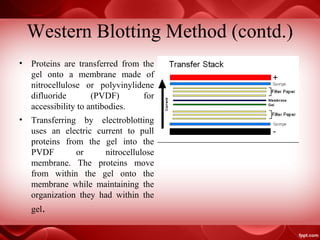Western Blotting Method (contd.)
• Proteins are transferred from the
gel onto a membrane made of
nitrocellulose or polyvinylidene
difluoride (PVDF) for
accessibility to antibodies.
• Transferring by electroblotting
uses an electric current to pull
proteins from the gel into the
PVDF or nitrocellulose
membrane. The proteins move
from within the gel onto the
membrane while maintaining the
organization they had within the
gel.
 