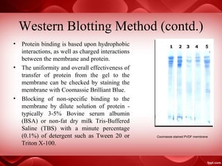 Western Blotting Method (contd.)
• Protein binding is based upon hydrophobic
interactions, as well as charged interactions
between the membrane and protein.
• The uniformity and overall effectiveness of
transfer of protein from the gel to the
membrane can be checked by staining the
membrane with Coomassie Brilliant Blue.
• Blocking of non-specific binding to the
membrane by dilute solution of protein -
typically 3-5% Bovine serum albumin
(BSA) or non-fat dry milk Tris-Buffered
Saline (TBS) with a minute percentage
(0.1%) of detergent such as Tween 20 or
Triton X-100.
Coomassie stained PVDF membrane
 