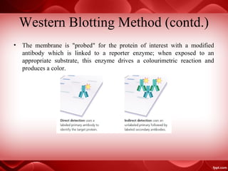 Western Blotting Method (contd.)
• The membrane is "probed" for the protein of interest with a modified
antibody which is linked to a reporter enzyme; when exposed to an
appropriate substrate, this enzyme drives a colourimetric reaction and
produces a color.
 