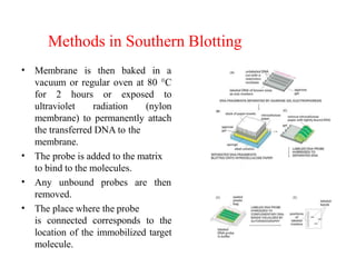 Methods in Southern Blotting
• Membrane is then baked in a
vacuum or regular oven at 80 °C
for 2 hours or exposed to
ultraviolet radiation (nylon
membrane) to permanently attach
the transferred DNA to the
•
membrane.
The probe is added to the matrix
to bind to the molecules.
• Any unbound probes are then
•
removed.
The place where the probe
is connected corresponds to the
location of the immobilized target
molecule.
Fig 3: Baking at 80 °C
 