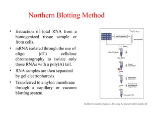 Northern Blotting Method
• Extraction of total RNA from a
homogenized tissue sample or
from cells.
• mRNA isolated through the use of
oligo (dT) cellulose
chromatography to isolate only
•
•
those RNAs with a poly(A) tail.
RNA samples are then separated
by gel electrophoresis.
Transferred to a nylon membrane
through a capillary or vacuum
blotting system.
 