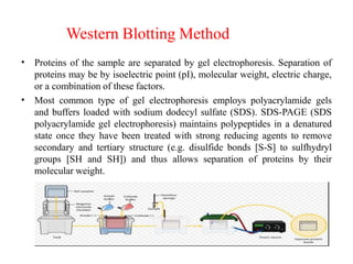 Western Blotting Method
•
•
Proteins of the sample are separated by gel electrophoresis. Separation of
proteins may be by isoelectric point (pI), molecular weight, electric charge,
or a combination of these factors.
Most common type of gel electrophoresis employs polyacrylamide gels
and buffers loaded with sodium dodecyl sulfate (SDS). SDS-PAGE (SDS
polyacrylamide gel electrophoresis) maintains polypeptides in a denatured
state once they have been treated with strong reducing agents to remove
secondary and tertiary structure (e.g. disulfide bonds [S-S] to sulfhydryl
groups [SH and SH]) and thus allows separation of proteins by their
molecular weight.
 