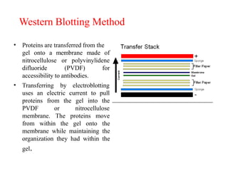 Western Blotting Method
• Proteins are transferred from the
gel onto a membrane made of
nitrocellulose or polyvinylidene
difluoride (PVDF) for
accessibility to antibodies.
• Transferring by electroblotting
uses an electric current to pull
proteins from the gel into the
PVDF or nitrocellulose
membrane. The proteins move
from within the gel onto the
membrane while maintaining the
organization they had within the
gel.
 