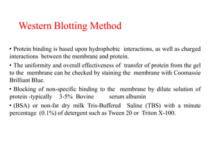 Western Blotting Method
• Protein binding is based upon hydrophobic interactions, as well as charged
interactions between the membrane and protein.
• The uniformity and overall effectiveness of transfer of protein from the gel
to the membrane can be checked by staining the membrane with Coomassie
Brilliant Blue.
• Blocking of non-specific binding to the membrane by dilute solution of
protein -typically 3-5% Bovine serum albumin
• (BSA) or non-fat dry milk Tris-Buffered Saline (TBS) with a minute
percentage (0.1%) of detergent such as Tween 20 or Triton X-100.
 