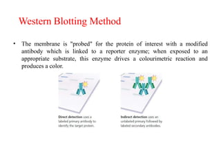 Western Blotting Method
• The membrane is "probed" for the protein of interest with a modified
antibody which is linked to a reporter enzyme; when exposed to an
appropriate substrate, this enzyme drives a colourimetric reaction and
produces a color.
 