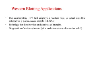 Western Blotting Applications
•
•
•
The confirmatory HIV test employs a western blot to detect anti-HIV
antibody in a human serum sample (ELISA).
Technique for the detection and analysis of proteins.
Diagnostics of various diseases (viral and autoimmune disease included)
 