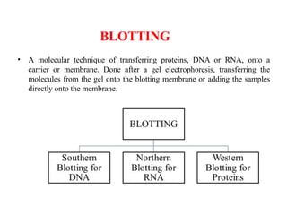 BLOTTING
• A molecular technique of transferring proteins, DNA or RNA, onto a
carrier or membrane. Done after a gel electrophoresis, transferring the
molecules from the gel onto the blotting membrane or adding the samples
directly onto the membrane.
 