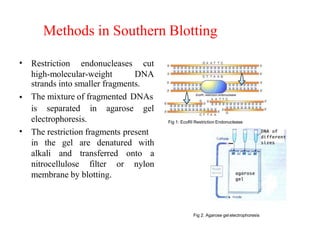 Methods in Southern Blotting
• Restriction endonucleases cut
high-molecular-weight DNA
•
strands into smaller fragments.
The mixture of fragmented DNAs
is separated in agarose gel
•
electrophoresis.
The restriction fragments present
in the gel are denatured with
alkali and transferred onto a
nitrocellulose filter or nylon
membrane by blotting.
Fig 1: EcoRI Restriction Endonuclease
Fig 2: Agarose gel electrophoresis
 