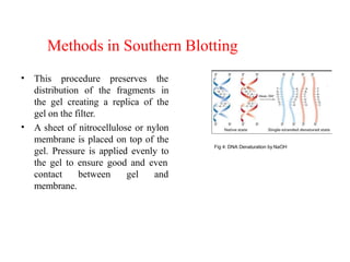 Methods in Southern Blotting
• This procedure preserves the
•
distribution of the fragments in
the gel creating a replica of the
gel on the filter.
A sheet of nitrocellulose or nylon
membrane is placed on top of the
gel. Pressure is applied evenly to
the gel to ensure good and even
contact between gel and
membrane.
Fig 4: DNA Denaturation by NaOH
 