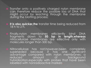  Transfer onto a positively charged nylon membrane 
can therefore reduce the possible loss of DNA that 
might occur by leaching through the membrane 
during the blotting process; 
 it is also quicker,the transfer time being reduced from 
18 h to 2 h. 
 Finally,nylon membranes efficiently bind DNA 
fragments down to 50 bp in length,whereas 
nitrocellulose membranes are effective only with 
molecules longer than 500 bp. 
 Nitrocellulose has not,however,been completely 
superseded because it has one significant 
advantage compared with nylon membranes: a 
reduced amount of background 
hybridization,especially with probes that have been 
labelled with nonradioactive markers. 
 