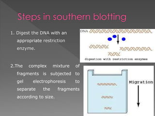 1. Digest the DNA with an 
appropriate restriction 
enzyme. 
2.The complex mixture of 
fragments is subjected to 
gel electrophoresis to 
separate the fragments 
according to size. 
 
