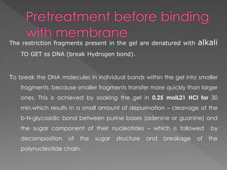 The restriction fragments present in the gel are denatured with alkali 
TO GET ss DNA (break Hydrogen bond). 
To break the DNA molecules in individual bands within the gel into smaller 
fragments, because smaller fragments transfer more quickly than larger 
ones. This is achieved by soaking the gel in 0.25 molL21 HCl for 30 
min,which results in a small amount of depurination – cleavage of the 
b-N-glycosidic bond between purine bases (adenine or guanine) and 
the sugar component of their nucleotides – which is followed by 
decomposition of the sugar structure and breakage of the 
polynucleotide chain. 
 