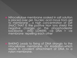  Nitrocellulose membrane soaked in salt solution 
is placed over gel. Nucleic acid move from gel 
to membrane . a high concentration of salt 
(NaCl THAT IS the positive Na+ ions shield the 
negative charges on the phosphodiester 
backbone AND LOWERS –ve DNA = -ve 
membrane repelling each other 
 BAKING Leads to fixing of DNA strongly to the 
nitocellulose membrane. UV irradiation,which 
results in covalent attachment of DNA to a 
nylon membrane. 
 