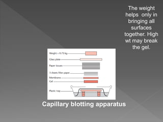 The weight 
helps only in 
bringing all 
Capillary blotting apparatus 
surfaces 
together. High 
wt may break 
the gel. 
 