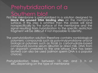 First,the membrane is prehybridized in a solution designed to 
block the unused DNA binding sites on the membrane 
surface. If this step is omitted then the probe will bind 
nonspecifically to the surface of the membrane and the 
signal resulting from hybridization to the specific restriction 
fragment will be difficult if not impossible to identify. 
The prehybridization solution therefore contains nonbiological 
polymeric compounds such as polyvinylpyrrolidone and/or 
biological polymers such as Ficoll (a carbohydrate-based 
compound),bovine serum albumin or dried milk. DNA from 
an organism unrelated to the one whose DNA has been 
blotted can also be used (salmon sperm DNA is a popular 
choice). 
Prehybridization takes between 15 min and 3 h at 
68C,depending on the type of membrane 
 